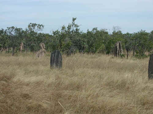 Magnetic and Cathedral termite mounds